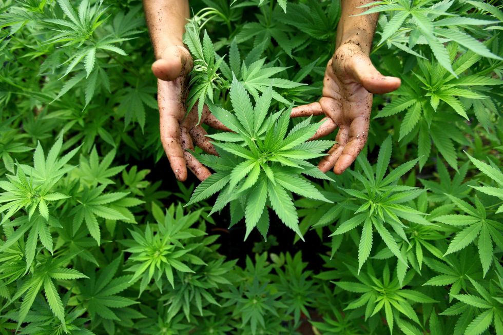 Il boom della cannabis minaccia la California