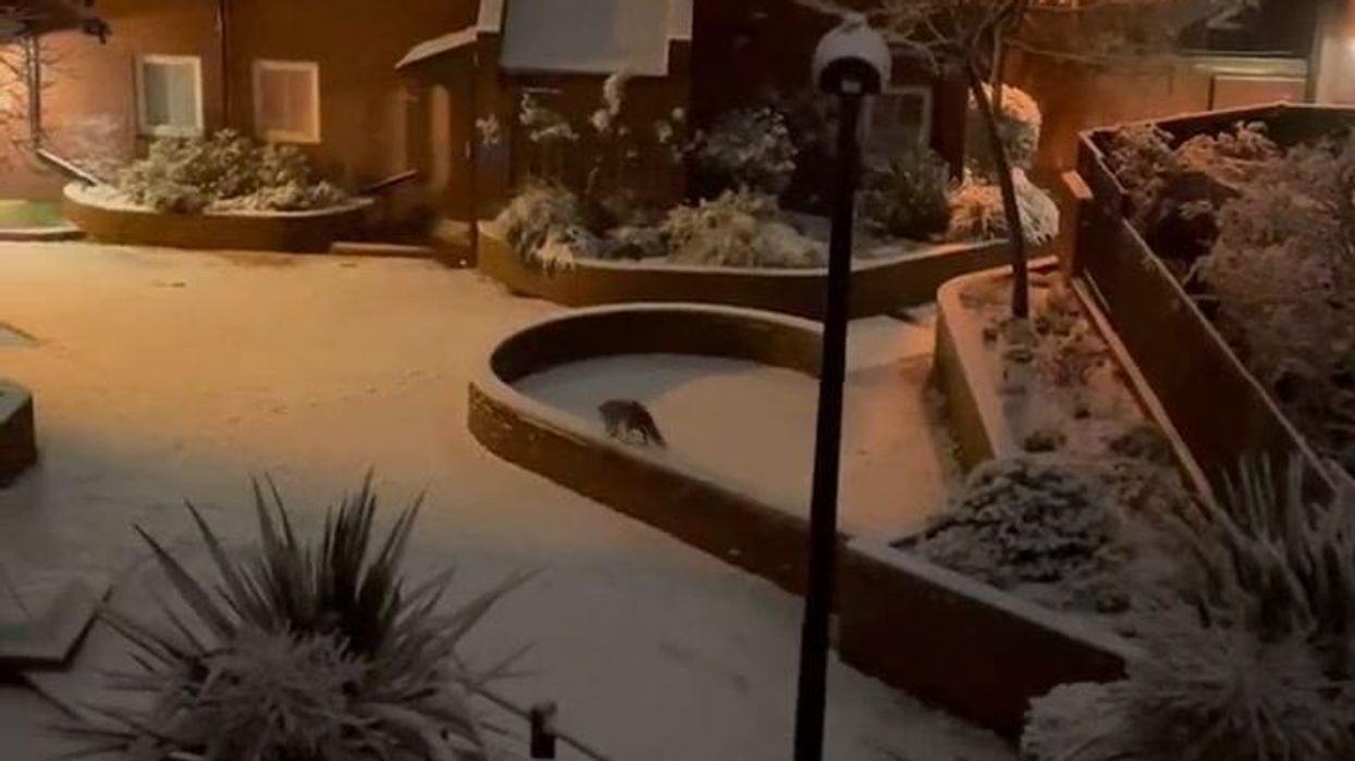 Volpe rossa gioca nella neve a Londra | video