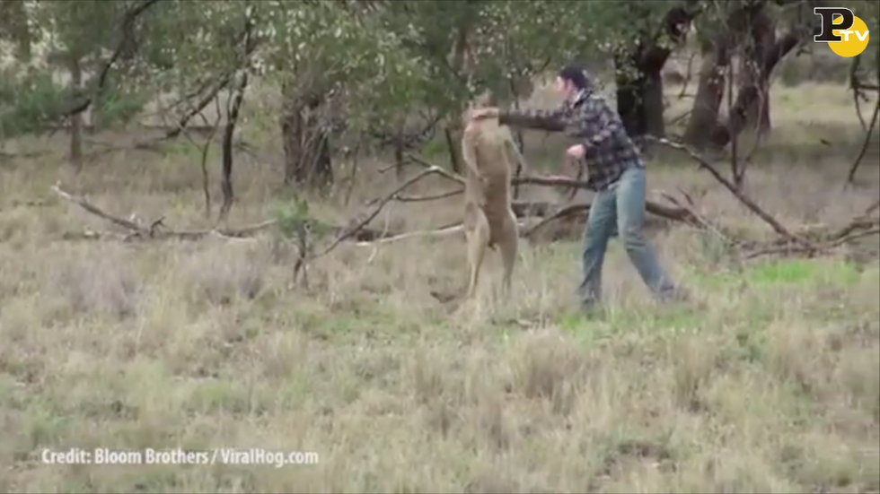 uomo pugno faccia canguro australia video