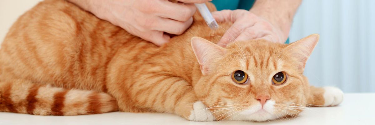 vaccino gatti