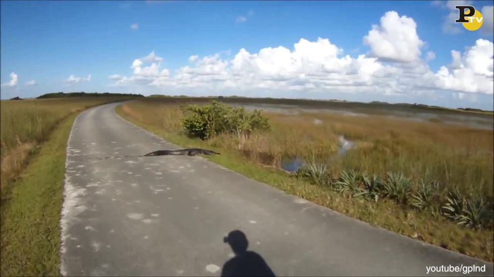 video-ciclista incontra coccodrillo strada