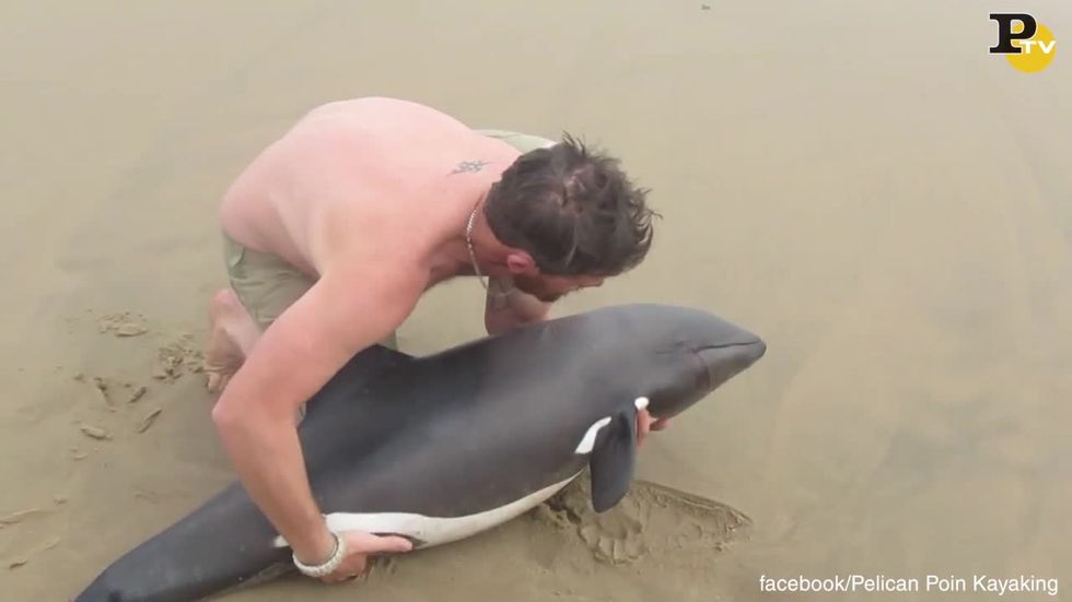 video-delfino spiaggiato salvato pelican point namibia