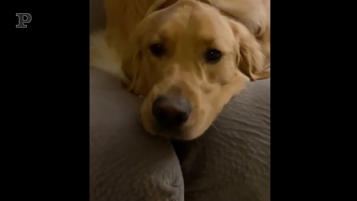 Al cane piace molto il suo comodo cuscino