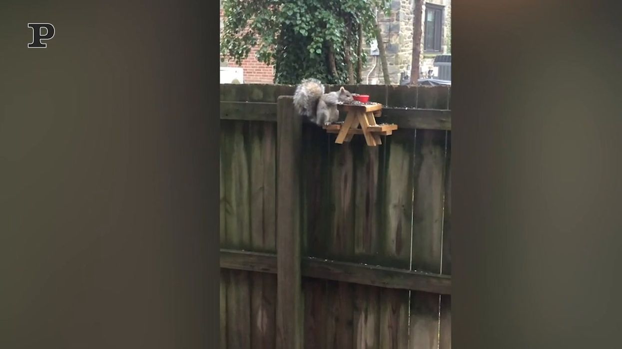 Un adorabile scoiattolo mangia ad un tavolo da pic-nic