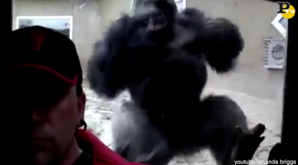 video gorilla attacca turista schianto vetro