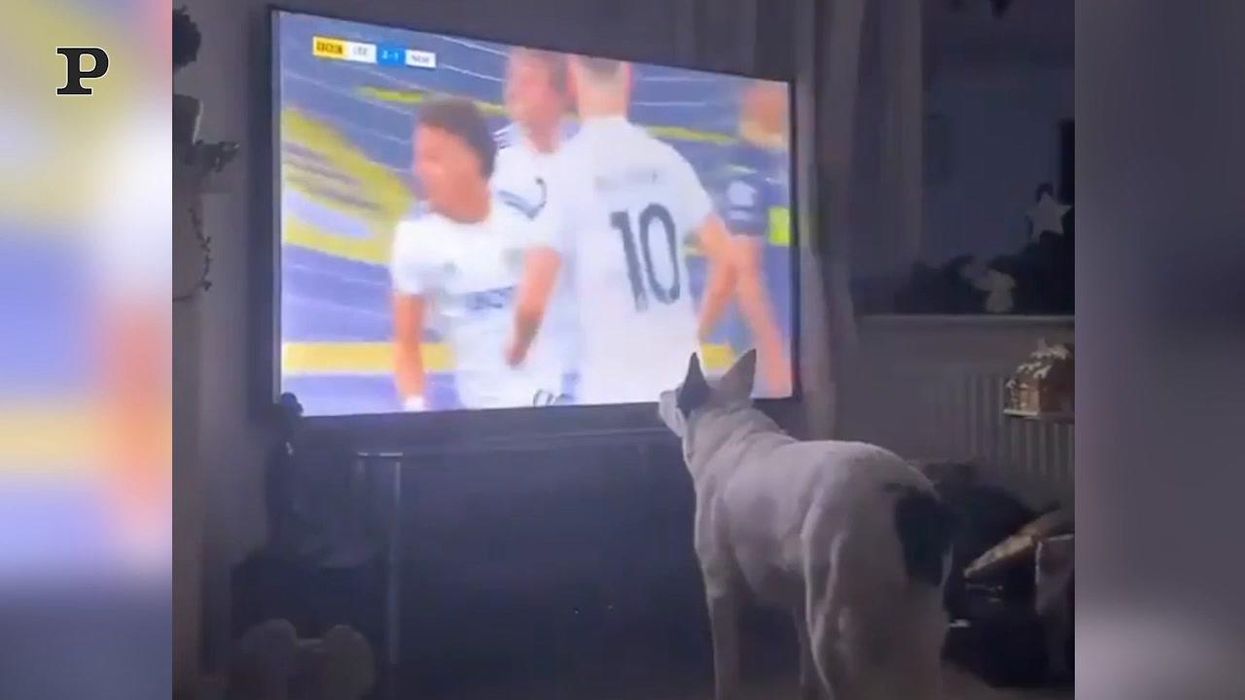 L’esultanza di un cane al gol della sua squadra