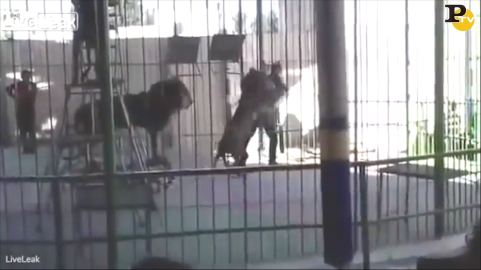 video leone uccide domatore circo egitto