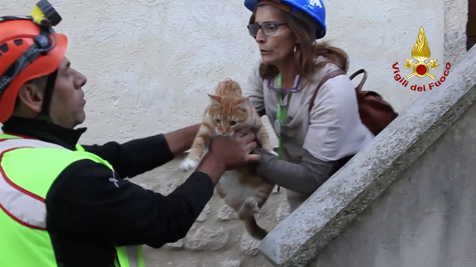video terremoto salvataggio gatti cani norcia centri italia