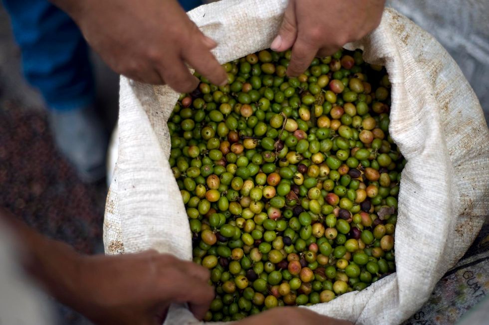 Coffee, the climate is threatening our habit