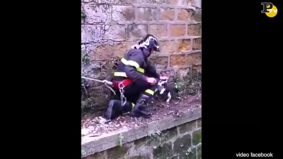 vigile del fuoco salvataggio cane noel