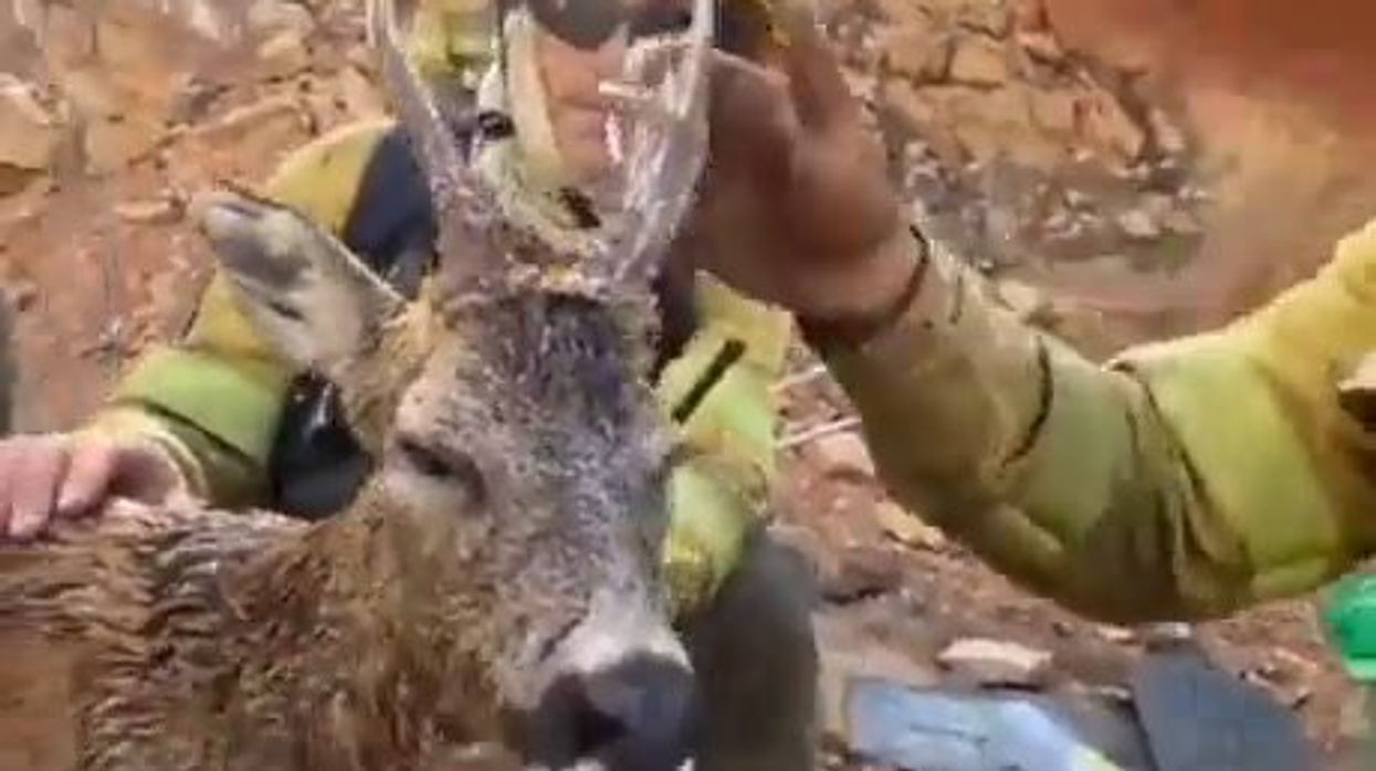 Vigili del Fuoco salvano un cerbiatto dalle fiamme | video