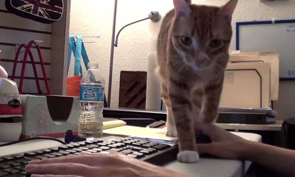 Lavorare in compagnia di un gatto