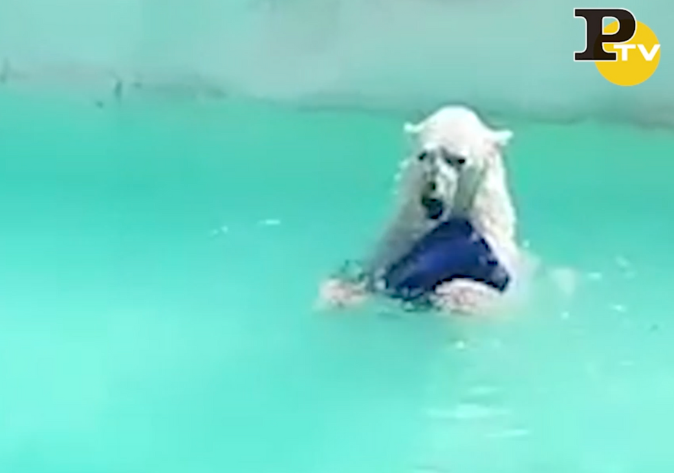 Yupik, orso polare video