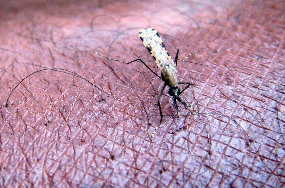 zanzara-anofele-malaria