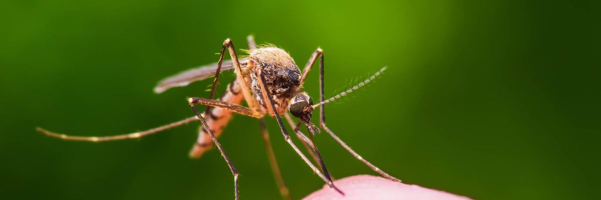 zanzara malaria zika