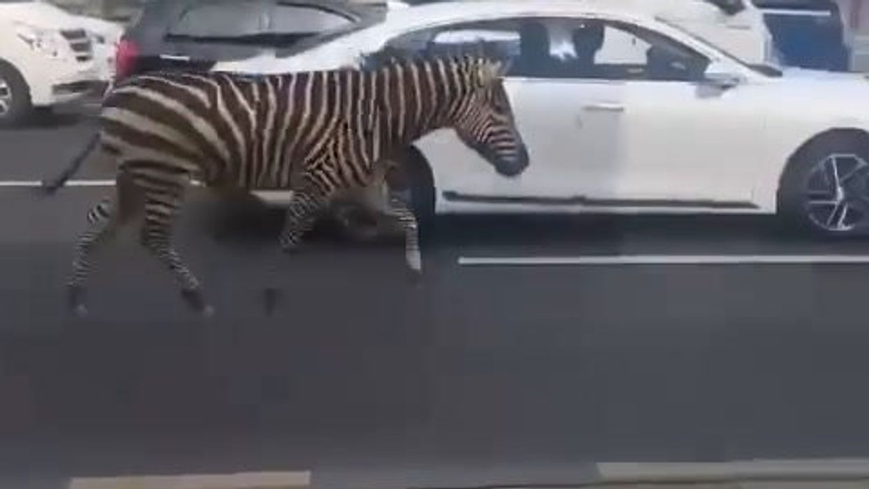 Zebra si aggira per seoul | video