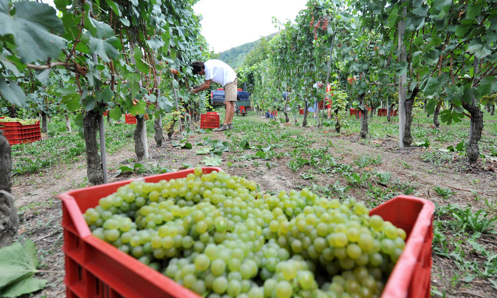 Maremma D.O.C. has New York in its sights Maremma D.O.C. has New York in its sights