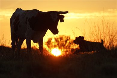 Le foto più belle della settimana – 23/29 giugno