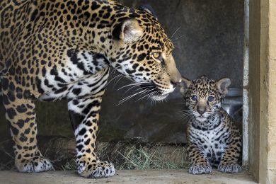 ANIMALI, le foto più belle di GIUGNO