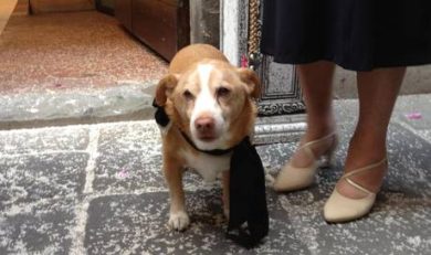 Nozze con gli animali. A Montecarlo (di Lucca) si può.