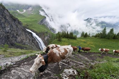 Mucche svizzere in marcia verso l’alpeggio