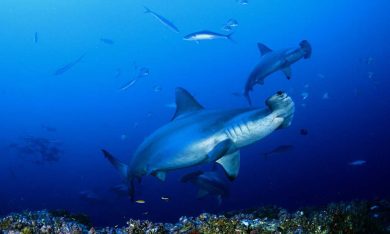 La vita negli oceani, l’inno al mare dei francesi Perrin e Cluzaud