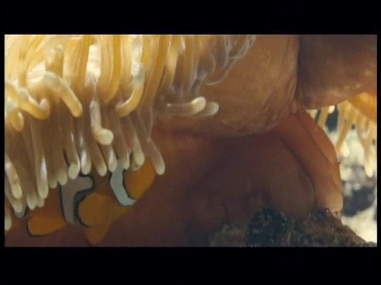 La vita negli oceani, video in esclusiva 2