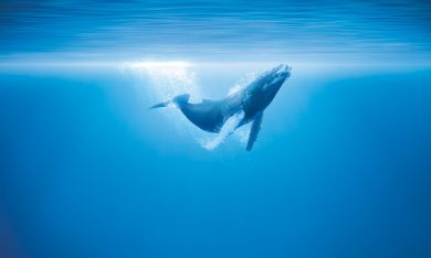 La vita negli oceani, video in esclusiva 1