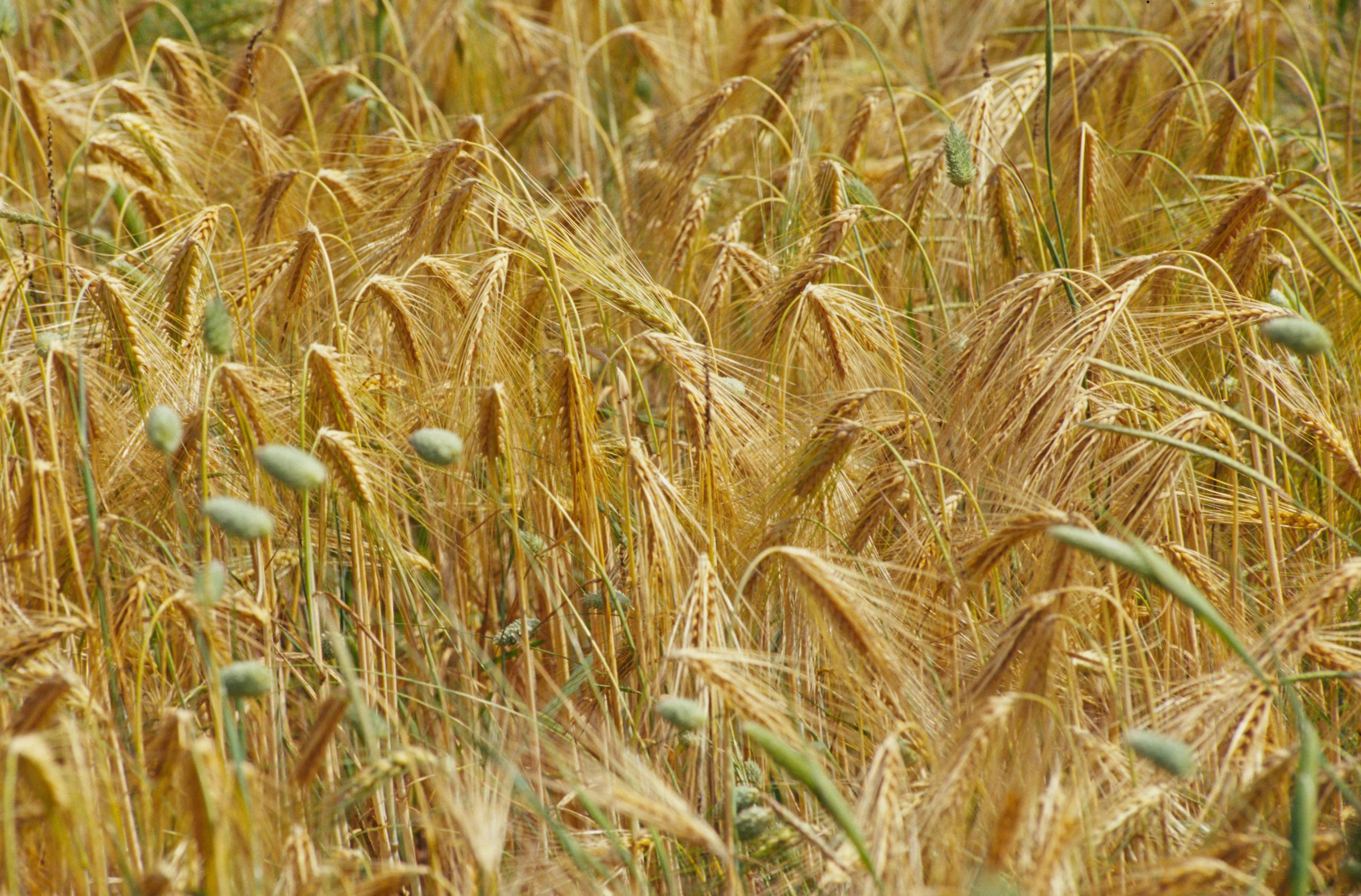 Cereali, è allarme boom dei prezzi