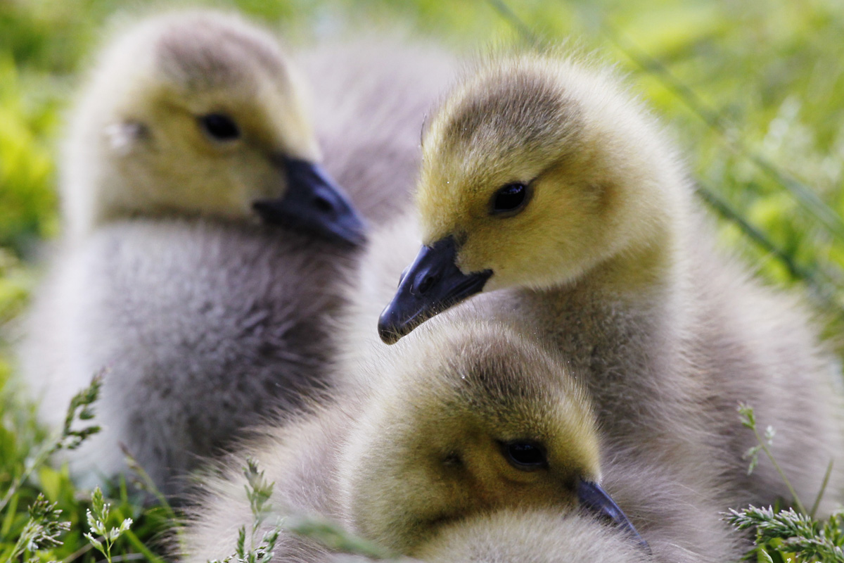 Hollande in difesa del foie gras, una deliziosa barbarie