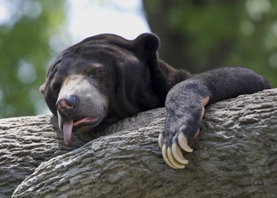 ANIMALI, le foto più belle di LUGLIO