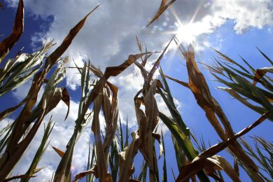 La siccità negli Stati Uniti: i campi prosciugati