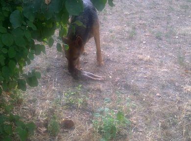 Il cane dell’assurdo