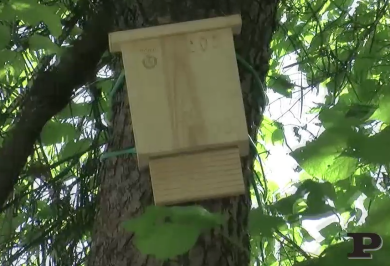 Zanzare? A Milano arrivano i pipistrelli
