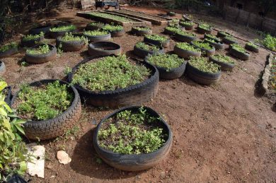 Gli orti salveranno le città