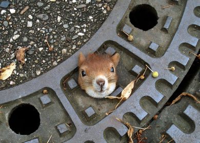 ANIMALI, le foto più belle di AGOSTO