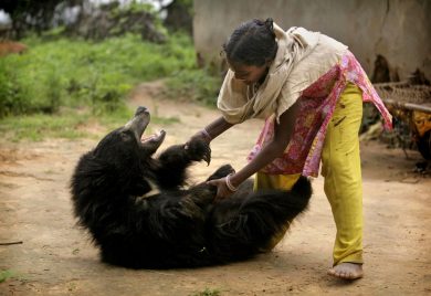 L’orso addomesticato Buddu è tornato nelle foreste