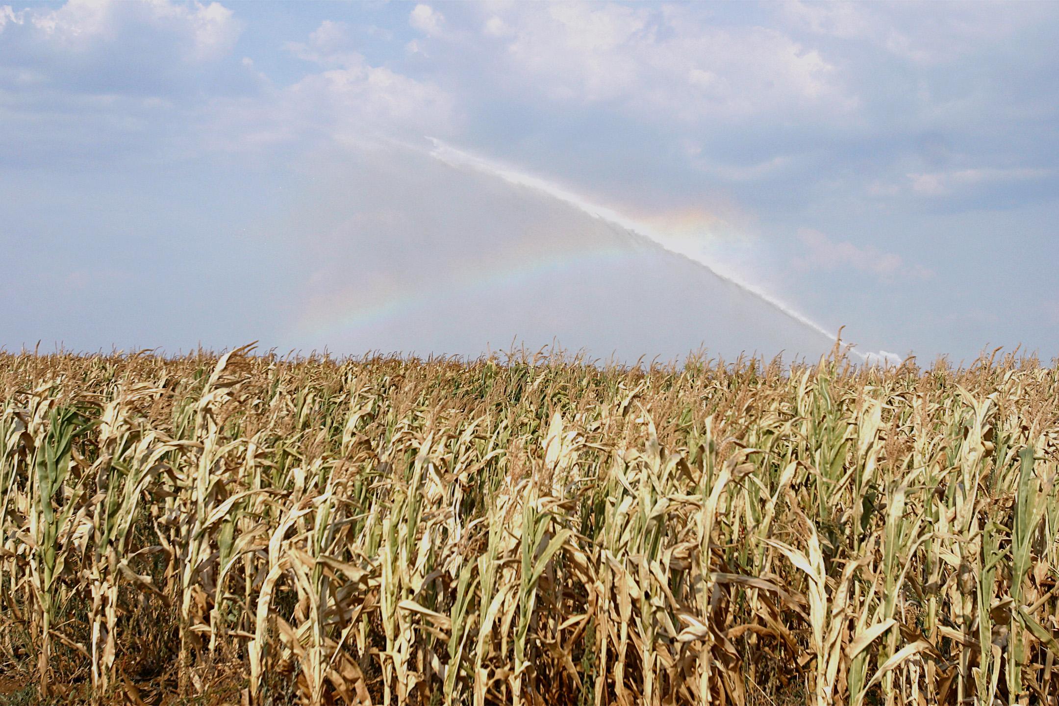 Siccità, a rischio tutto il settore agricolo Siccità, a rischio tutto il settore agricolo