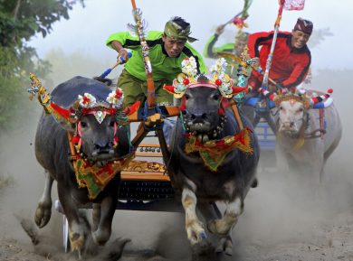 Indonesia, “Buffalo Race” la corsa con i bufali
