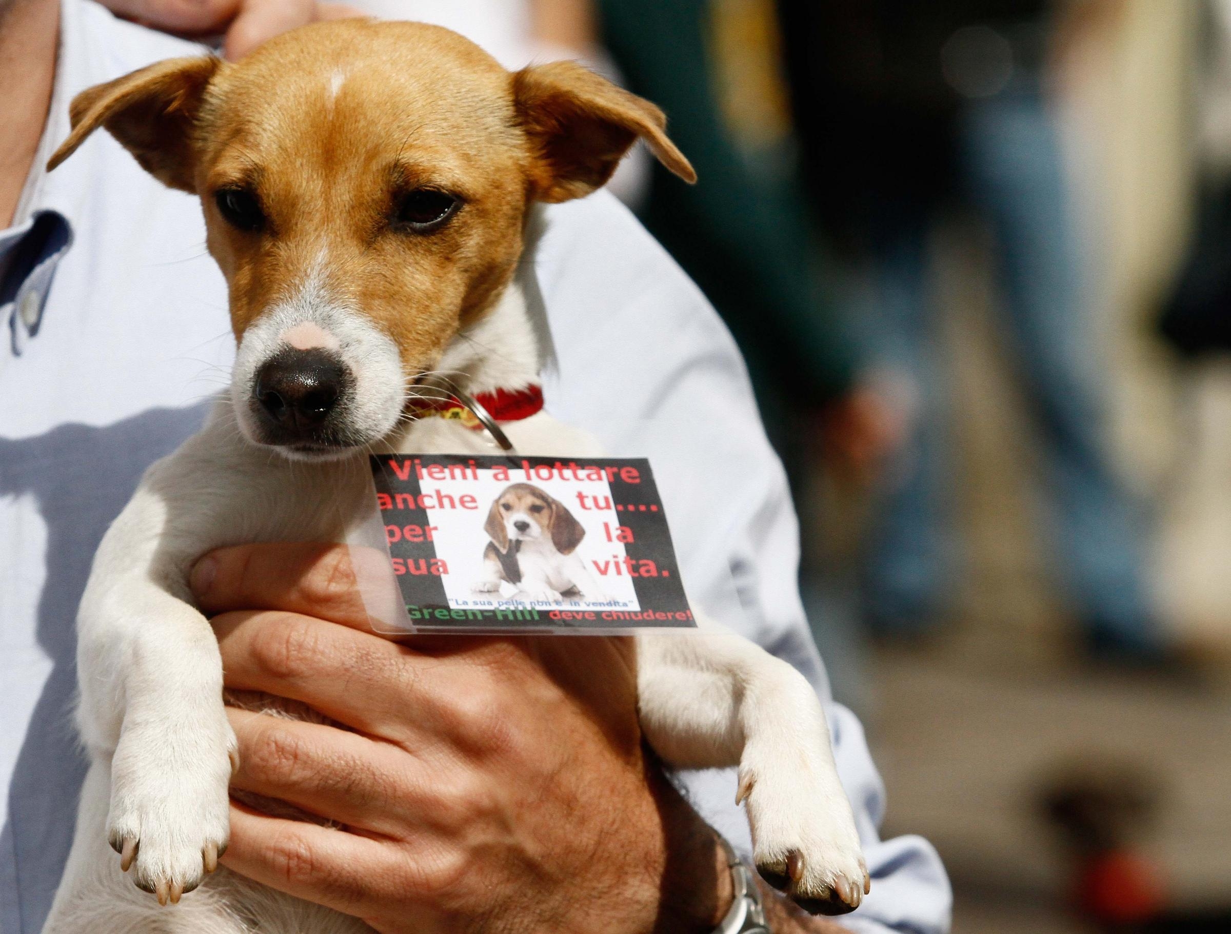 Green Hill: “Gli animalisti mi stanno massacrando”