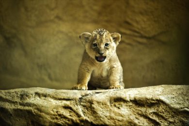 ANIMALI, le foto più belle di SETTEMBRE