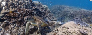 Google Street View da oggi si tuffa negli oceani