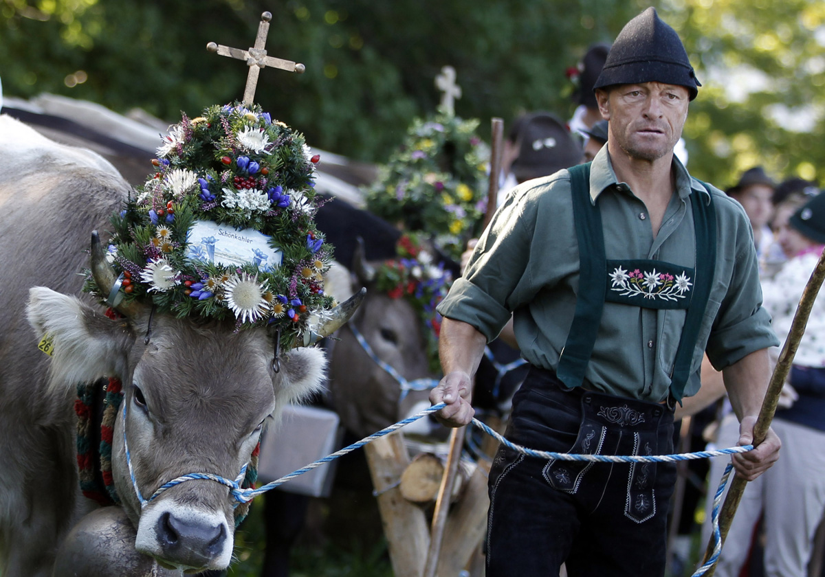 Mucche di ritorno dall’alpeggio, in Baviera Mucche di ritorno dall’alpeggio, in Baviera