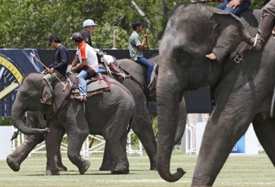 Torneo di polo in elefante in Thailandia