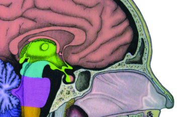 Da Dick Swaab a Margriet Sitskoorn, il cervello