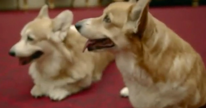 La regina piange Monty e su Twitter scoppia la satira del cane-premier La regina piange Monty e su Twitter scoppia la satira del cane-premier