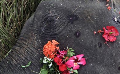 In morte dell’elefantessa, travolta da un treno