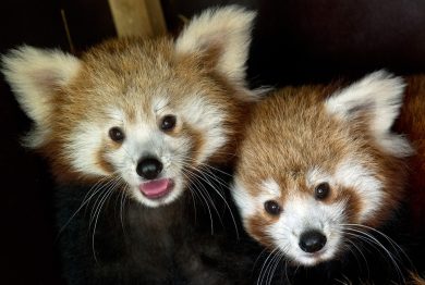 ANIMALI, le foto più belle di OTTOBRE