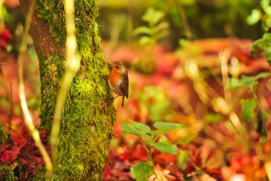 I colori dell’autunno: le foto più belle