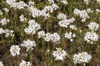È arrivata la primavera (in Sudafrica)